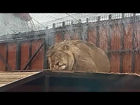 Видео: У льва Шерхана зимний домик достроен. .Подключают  электрику .МинЗоо, 28 октября.