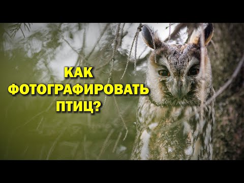 Видео: Как фотографировать птиц? Про объективы, технику и другое