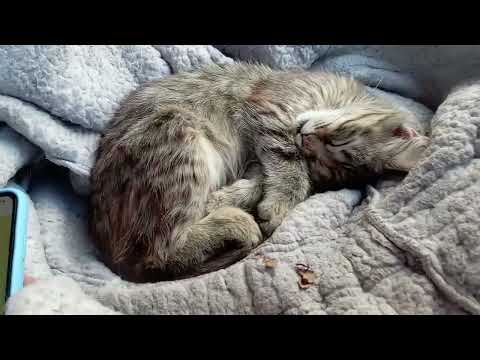 Видео: Вопрос-ответ с кошкой Муркой.