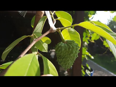 Видео: Аннона Атемойя. Опыление, завязь, дегустация плода. Мой опыт.