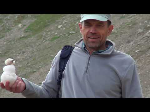 Видео: Мухинское ущелье - Самый живописный уголок Кавказа. Теберда