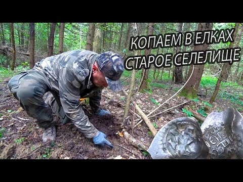 Видео: КОПАЕМ В ЕЛКАХ СТАРОЕ СЕЛЕЛИЩЕ. КОП В ЛЕСУ