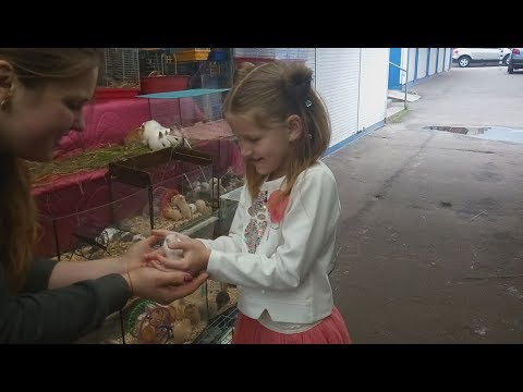 Видео: VLOG Покупаю хомяка/ Знакомьтесь- Мандаринка!