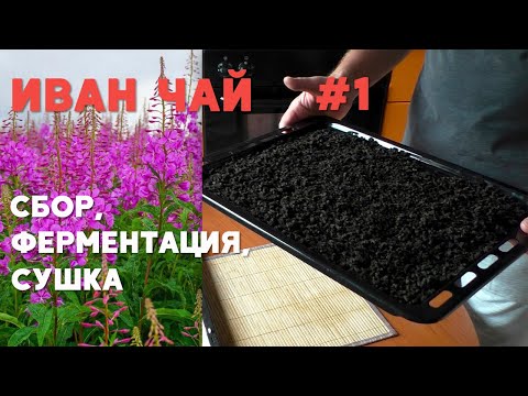 Видео: Иван Чай. Сбор и переработка листа кипрея. Часть 1. Чай в гранулах.