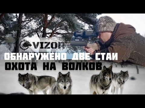 Видео: Охота на волков. Обнаружено две стаи.