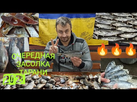 Видео: засолка вкуснейшей тарани сухим посолом продолжается !!!😋😋😋 ТАРАНИ много не бывает )))🤘🤘🤘