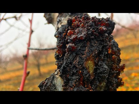 Видео: БОЛЕЗНИ ПЕРСИКА!!! Камедетечение,монилиоз,курчавость персика/Как с этим бороться?