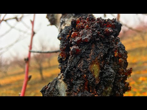 Видео: БОЛЕЗНИ ПЕРСИКА!!! Камедетечение,монилиоз,курчавость персика/Как с этим бороться?