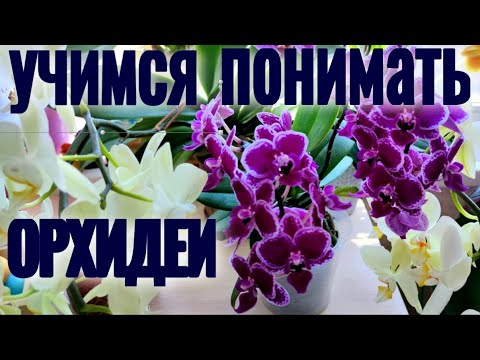 Видео: УЧИМСЯ ПОНИМАТЬ ОРХИДЕИ! ЧИТАЕМ по ЛИСТЬЯМ!  ВРЕДИТЕЛИ на орхидее на примере Phal. CHIA E YENLIN!!!