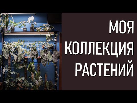 Видео: МОЯ КОЛЛЕКЦИЯ РАСТЕНИЙ-2. Антуриумы, много антуриумов! Ну и другие растения