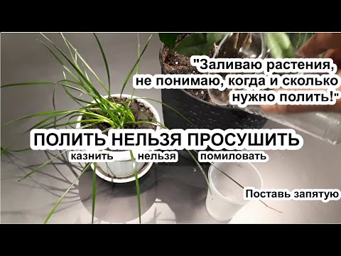 Видео: Заливаете растения? Узнайте ЗОЛОТОЕ ПРАВИЛО, как полить но не залить. Мои 5 способов + один секрет