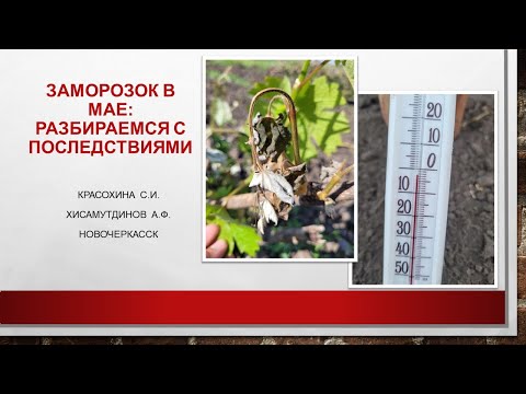 Видео: Заморозок в начале мая: разбираемся с последствиями@Krasokhina