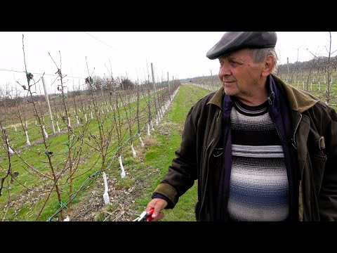Видео: В гостях у известного садовода МАЦЕНКО АЛЕКСАНДРА ВАСИЛЬЕВИЧА  / г. Смела Черкасская область