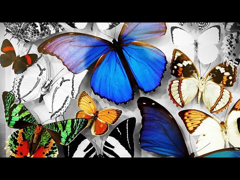 Видео: КОЛЛЕКЦИЯ БАБОЧЕК. (Более 300 видов)
