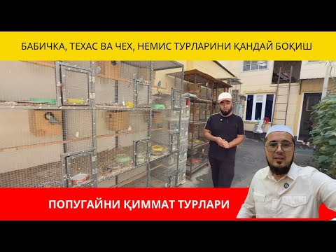 Видео: ПОПУГАЙ БОҚИШ ВА НАРХЛАРИ | ПОПУГАЙНИ ҚИИМАТ ТУРЛАРИ БАБИЧКА, НЕМИС, ТЕХАС, ТУРЛАРИ