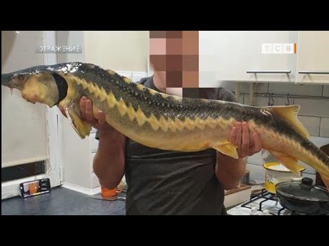 Видео: По следам днестровского осетра