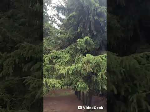 Видео: 1 ноября 2025 г.