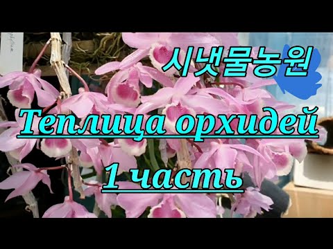 Видео: Прогулка по теплице орхидей.1 часть.시냇물농원.