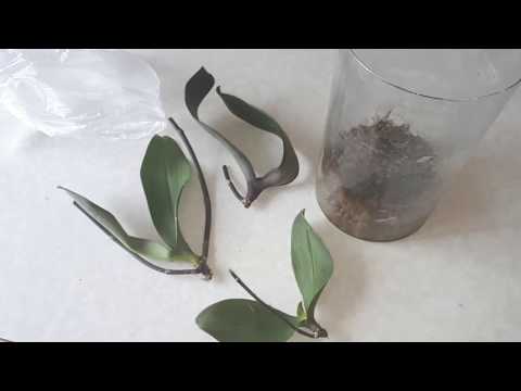 Видео: Реальная РЕАНИМАЦИЯ ОРХИДЕЙ/ промежуточные итоги уценки из г. Тихорецка