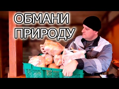 Видео: 🔴НИКОГДА НЕ ДЕРЖИ БРОЙЛЕРА ЗИМОЙ!