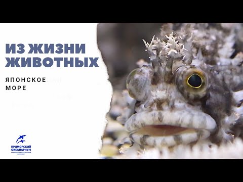 Видео: #ИЗЖИЗНИЖИВОТНЫХ: обитатели Японского моря