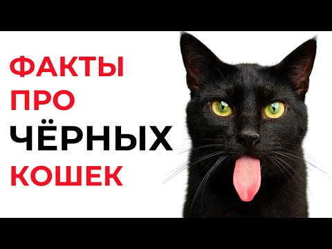 Видео: Удивительные ФАКТЫ ПРО ЧЁРНЫХ КОШЕК