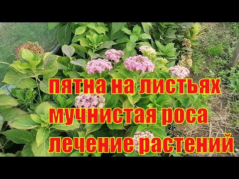 Видео: Избавляемся от мучнистой росы на гортензиях раз и навсегда.