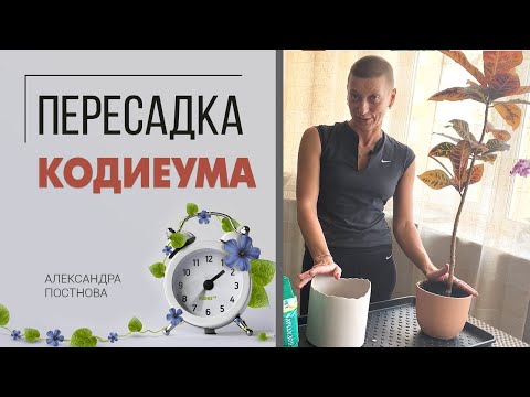 Видео: Пересадка Кодиеума - на что обратить внимание