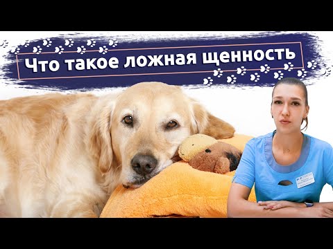 Видео: Что такое ложная щенность | Ветеринарная клиника "В добрые руки"