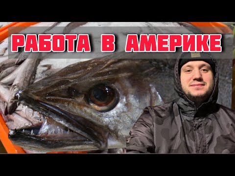 Видео: Работа в Америке на РЫБНОМ заводе ! Мой опыт на компании Ocean Gold ! | Washington | Westport