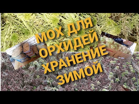 Видео: МОХ СФАГНУМ(Зимой нет проблем) как сохранить для орхидей /Мои  3 способами/И один самый любимый
