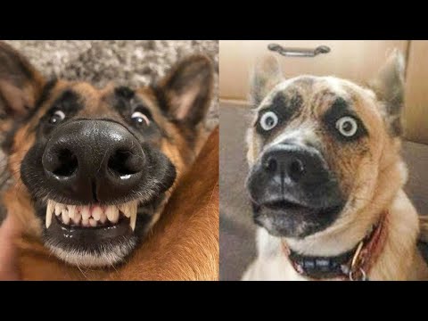 Видео: 🤣 ЛУЧШИЕ МИЛЫЕ И СМЕШНЫЕ ВИДЕО С СОБАКАМИ, снятые на камеру! 🤯🤣
