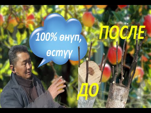 Видео: Кыйыштырганды үйрөн! Эң оңой жол менен алма бакты кыйыштыр!