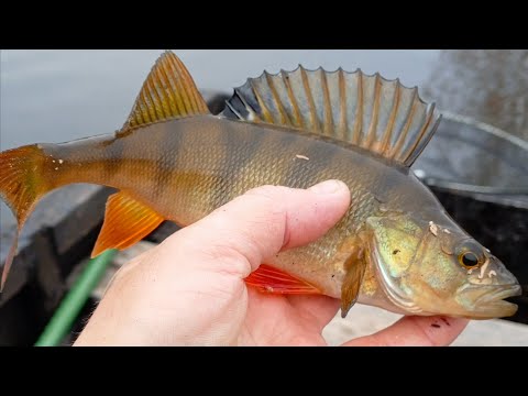 Видео: ЛОВЛЯ ОКУНЯ НА МАЛЬКА 22.10.24.