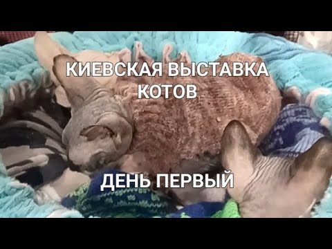 Видео: ВЫСТАВКА КОТОВ - ПОРОДЫ И ХАРАКТЕРЫ - ЭЛЬФЫ, СФИНКСЫ, ОРИЕНТАЛЫ БРИТАНЦЫ.#выставкакотов#catshow#猫