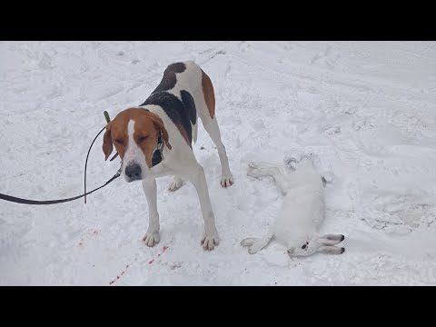 Видео: Охота на беляка с гончими Альма и Астра