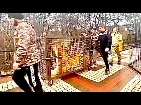 Видео: Вот ЭТО МОЩЬ! Олег Зубков выпускает в вольер ОГРОМНОГО ТИГРА, и снова нужно ехать спасать кого-то???