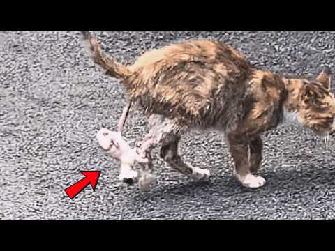 Видео: Испугавшись первых родов, мама-кошка убежала, оставив двух малышей. Я забрал их домой с болью.