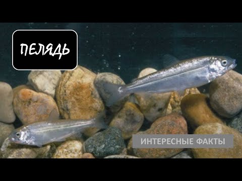 Видео: ПЕЛЯДЬ🐟/Рыбы/Животные/Интересные факты