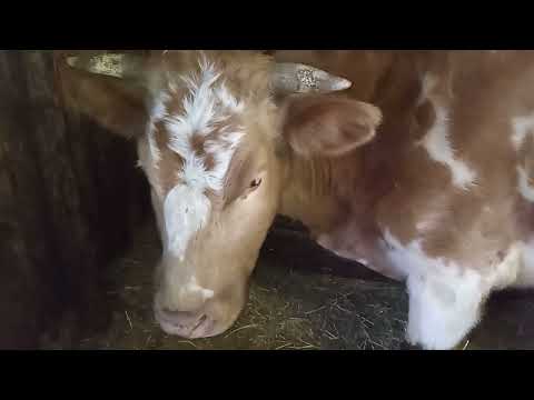 Видео: Лечение коровы. Нарывной пузырь.