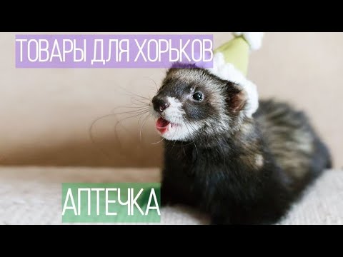 Видео: ЧТО купить ХОРЬКУ/ ТОВАРЫ ДЛЯ ХОРЬКОВ /Аптечка хорька