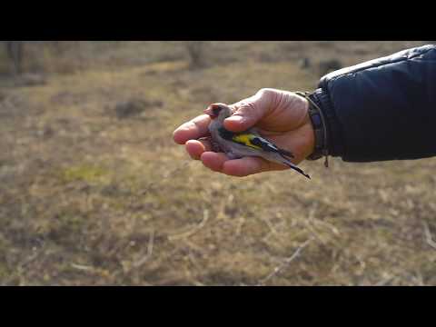 Видео: Ловля щеглов  март 2020 Carduelis