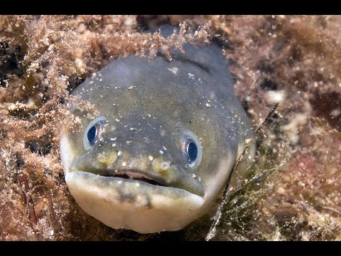 Видео: Рыбалка на Угря.Часть -2. Амуры не подпускают Угрей. Fishing