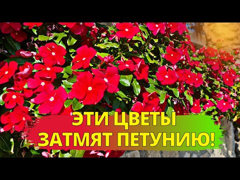 Видео: Эти цветы ЗАТМЯТ ПЕТУНИЮ! Растут БЕЗ УХОДА! Цветут ВСЁ ЛЕТО!