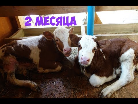Видео: Бычки на зцм 3 сезон: 2 месяца