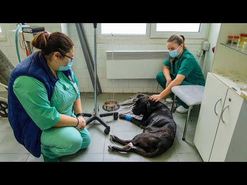 Видео: Единствената ветеринарна болница в България приема пациенти 24 часа в денонощието