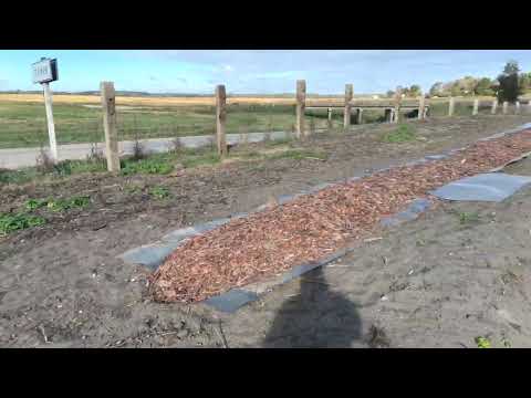 Видео: Сажаем голубику по подсмотренной польской технологии. 