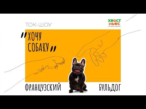 Видео: Ток-шоу «Хочу собаку». Французский бульдог I Удобно ли будет содержать такую собаку в городе?