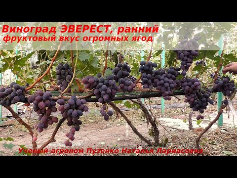 Видео: Виноград ЭВЕРЕСТ - очень крупные ягоды и хороший приятный вкус. (Пузенко Наталья Лариасовна)