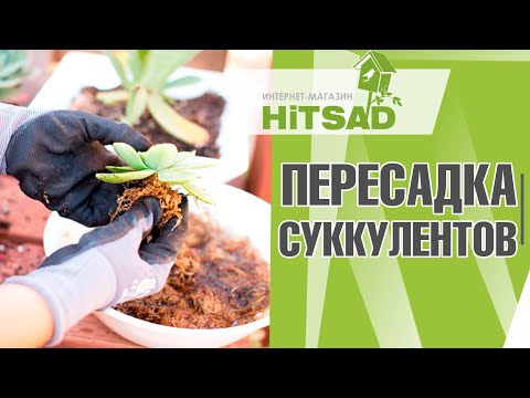 Видео: Важно! Как пересаживать суккуленты